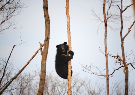 Медведь устроил двухдневную «слежку» за рабочими