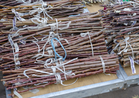 Черенки для прививки: как сохранить их в снежном бурте до весны