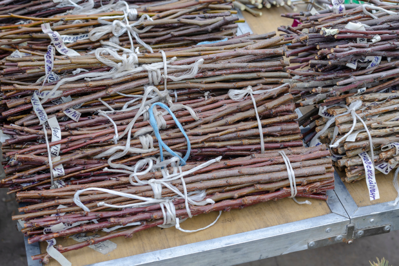 Заготовка черенков для прививки: как подготовить однолетние побеги для будущих весенних прививок