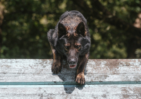 Кинолог оценил идею ввести ГОСТы для собачьих площадок