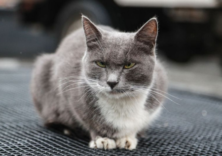 Петербургские волонтеры спасли застрявшего между камнями кота