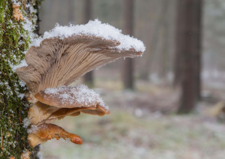 Ноябрь удивил московских грибников