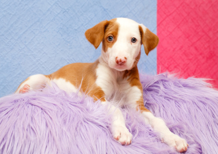 Сон о щенке: радость, предупреждения и тайные смыслы