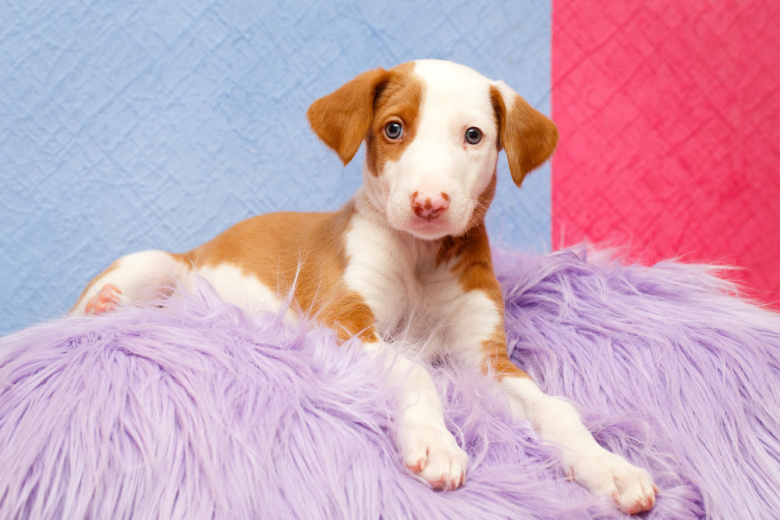 К чему снится щенок