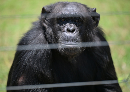 Посетители зоопарка попрятались в машины из-за сбежавшей обезьяны