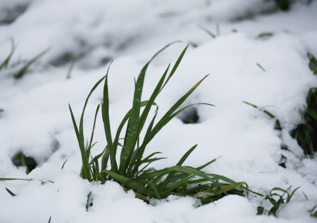 Появились кадры, как первый снег в Москве выглядит из космоса