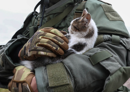 Кот на СВО помогает бойцам в качестве системы ПВО