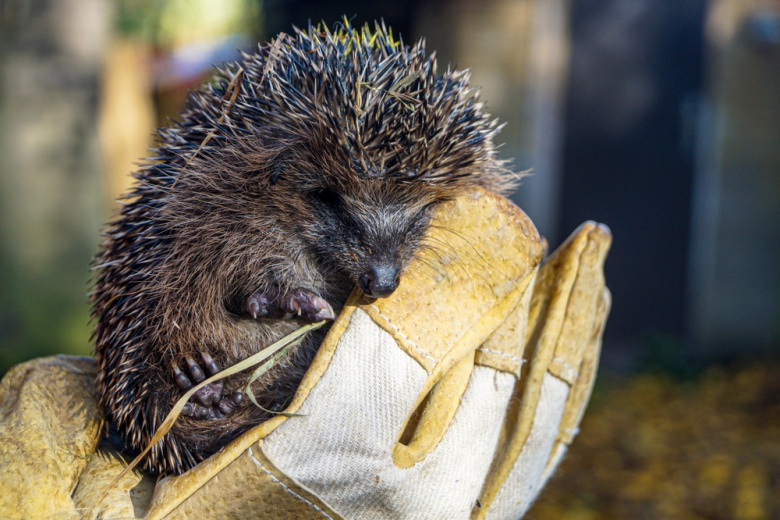 К чему снится ежик