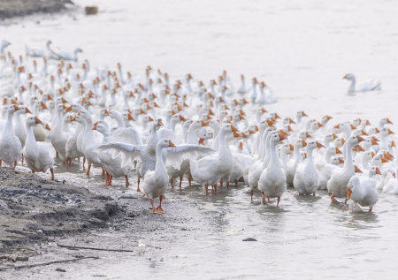 На Финляндию обрушилась лавина из вредоносных гусей