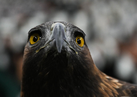Россиянка опубликовала видео, как орел напал на нее и едва не выколол глаз