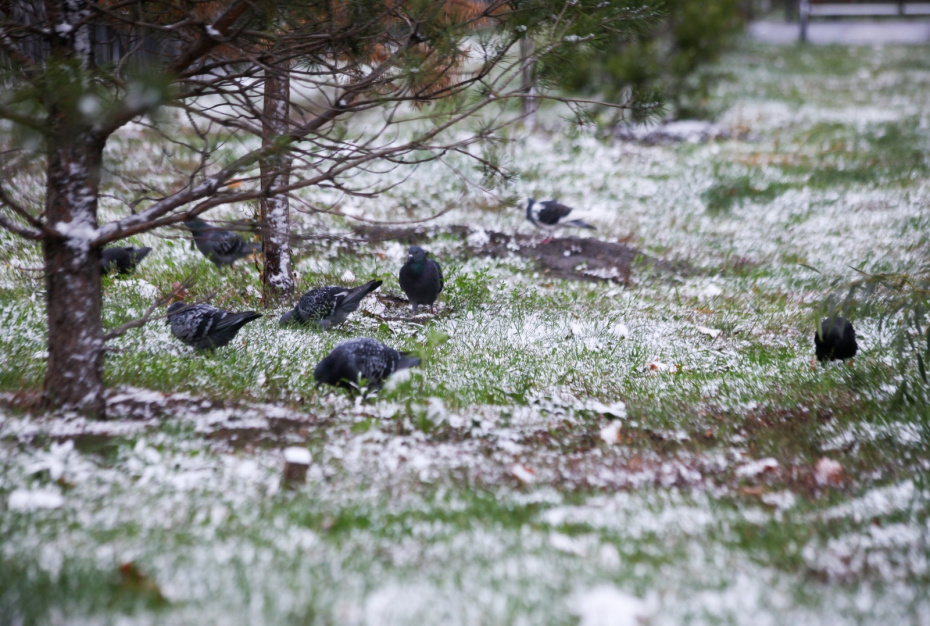 Первый снег в Москве