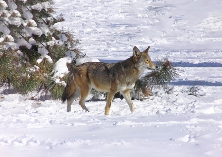 Редчайшего хищника сняли на видео на одной из российских дорог