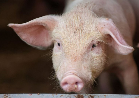 Поросенок спас бойцов ВС России в зоне СВО