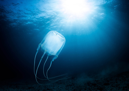 В Малайзии двухлетний мальчик из России попал в реанимацию из-за медузы