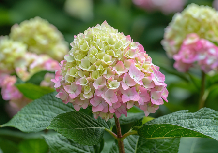 Посадив этот цветок, вы забудете о хлопотах и получите море цвета на весь сезон: многолетник-мечта