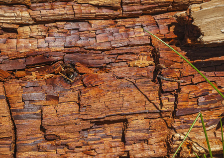 Забытое сокровище для вашего огорода: как трухлявая древесина лечит землю
