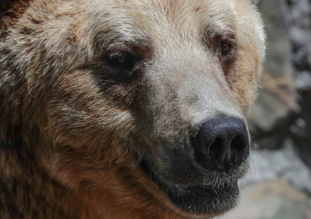 «Сожрали, демоны»: рыбак не поделил улов с семьей медведей