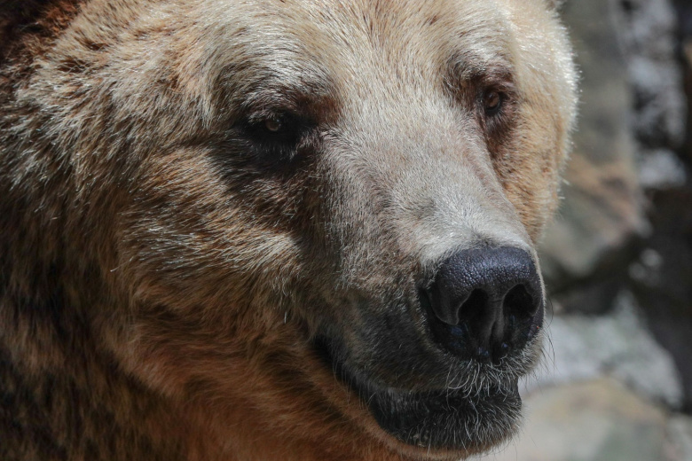 Бурый медведь