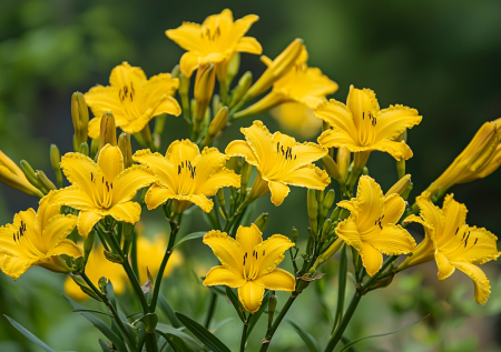 Многолетник, который переносит морозы и летний зной, превращаясь в фонтан цветов