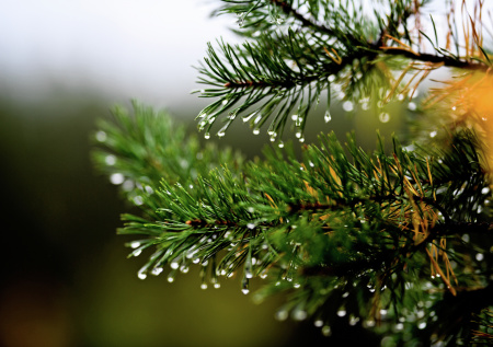 Копеечная мульча из леса: как хвоя творит чудеса на грядках