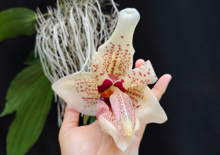 «Живое чудо»: в Москве зацвела редкая орхидея