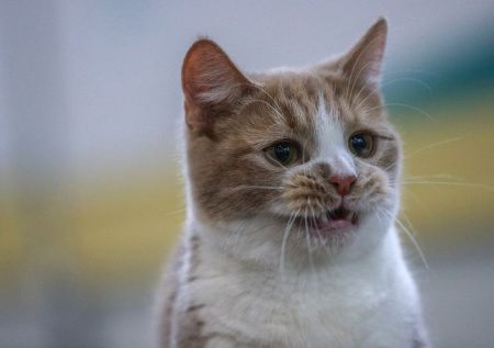 Во Львове пожаловались на «русскоговорящих котов»