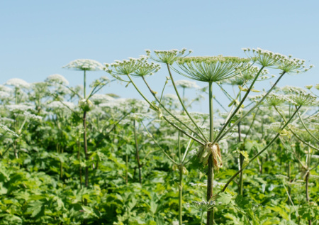 В России кратно увеличат штрафы за борщевик на участке