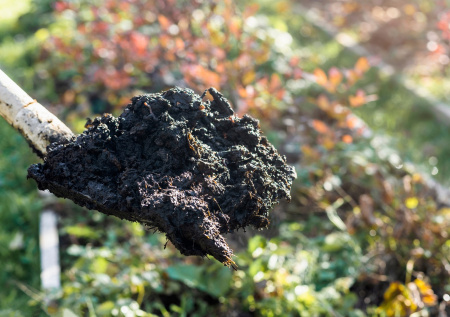 Копеечное удобрение для сада: почему навоз нельзя оставлять на поверхности