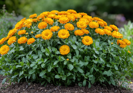 Не нужно готовить рассаду или копать лунки: высыпьте семена из пачки, и этот цветок взойдет сам