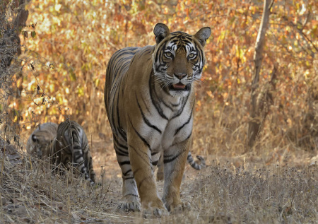 Мужчина отправился в лес справлять нужду и стал жертвой тигра