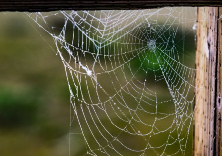 Американка нашла на своем чердаке «письма из прошлого»