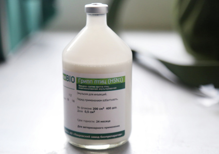 Врач предупредил, для кого наиболее опасен новый штамм птичьего гриппа