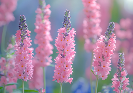 Гениальное решение для дачи: растение, которое непрерывно цветет с мая до осенних холодов