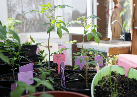 Фермер дал советы по выращиванию овощей на подоконнике