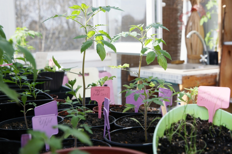 Выращивание рассады в домашней теплице