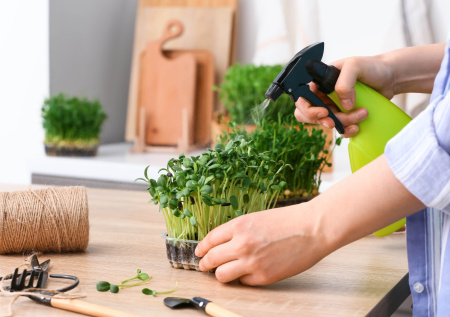 Диетолог назвала главную пользу домашней микрозелени