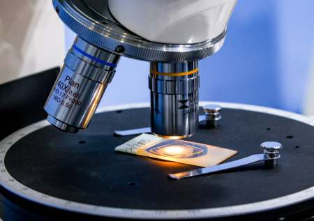 Ученые в Белоруссии вырастили кожу из грибов