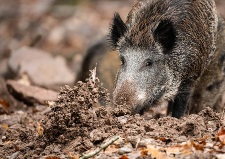 Схватка охранника школы с диким кабаном попала на видео