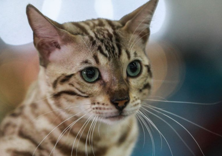 Обезглавившая сына мать отказалась от самоубийства по одной причине