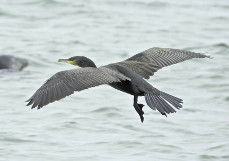 «Не знаю как, хоть беспилотниками»: глава Бурятии объявил войну бакланам