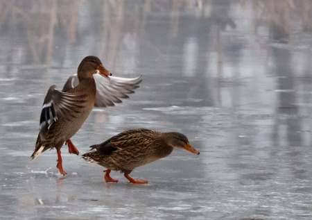 Орнитолог рассказала, как правильно подкармливать птиц в морозы
