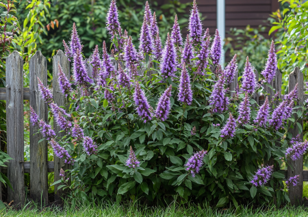 Этот кустарник растет не по дням, а по часам: цветет все лето как роскошный водопад