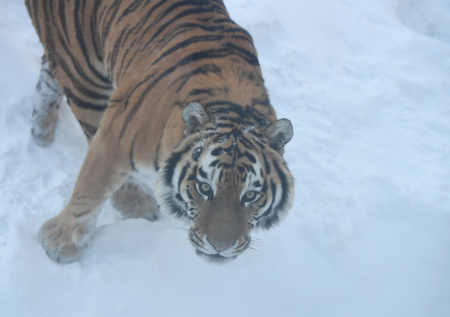 Крупного тигра заметили у выезда из поселка в российском регионе
