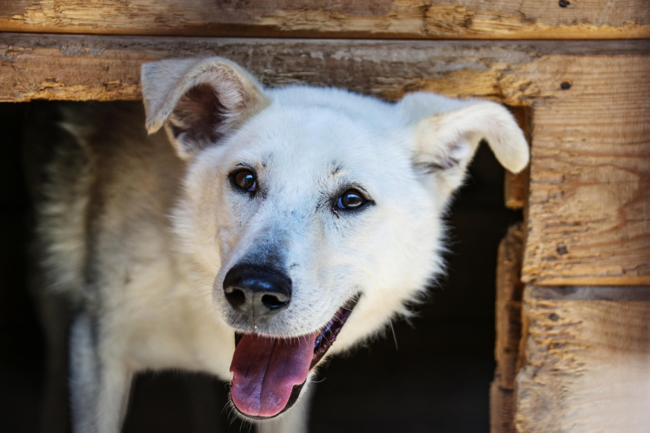 Звери и птицы: приметы 19 ноября о животных