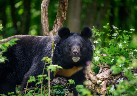 Гималайский медведь забрел в школу в Приморье