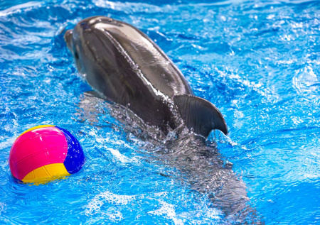 Москвичи выбрали имя для дельфиненка