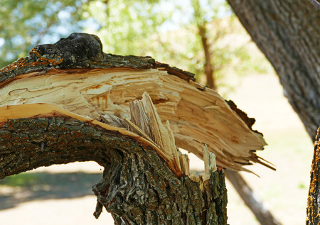 В Москве дерево упало на машину такси