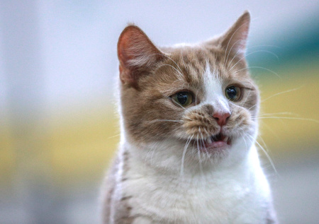 Спасение просидевшего неделю на дереве кота попало на видео