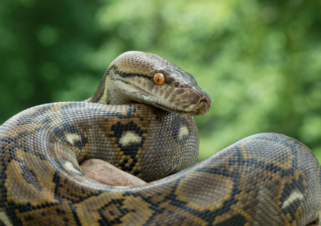 Питон весом с человека обрушил потолок в доме