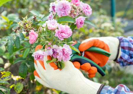 Утепляем корни роз и гортензий: ноябрьские хлопоты для пышного цветения